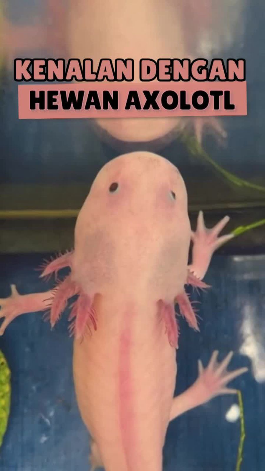 Axolotl, Salamander Naga Air yang Terancam Punah