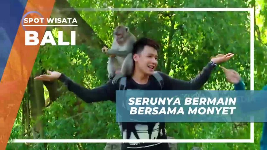 Berinterakasi Dengan Monyet Menggemaskan di Monkey Forest Bali