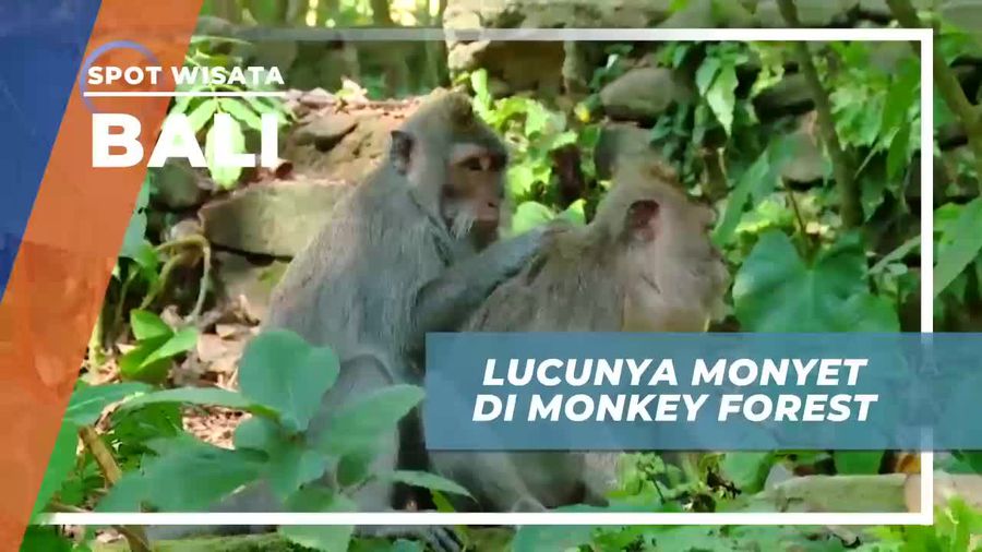 Melihat Tingkah Lucu Monyet di Monkey Forest Bali