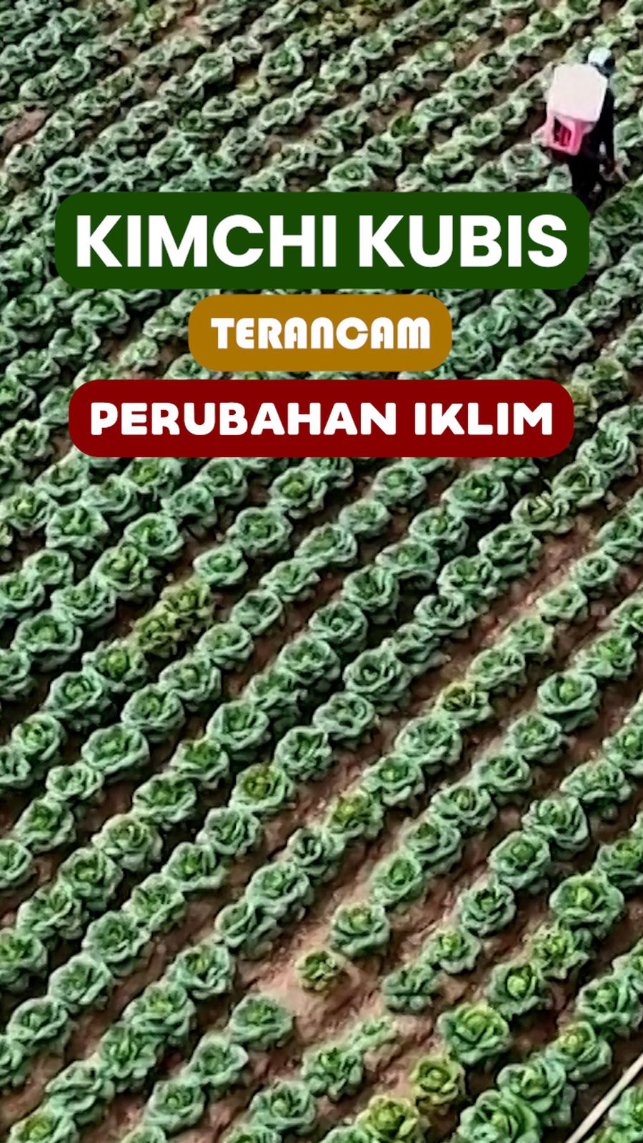Mimpi Buruk Hilangnya Kimchi Kubis di Korsel