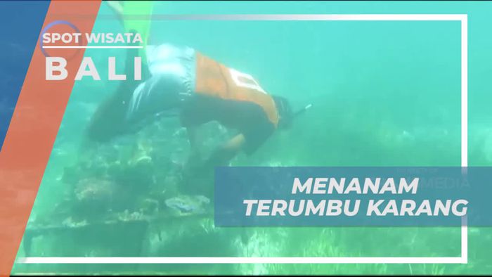Ikut Melestarikan Alam Dengan Menanam Terumbu Karang di Bali