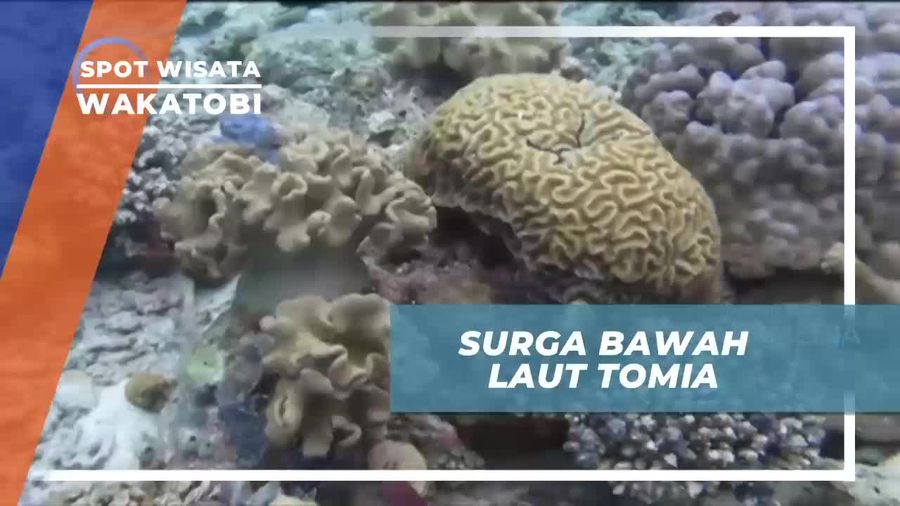 Diving Menyusuri Keindahan Bawah Laut Tomia Wakatobi