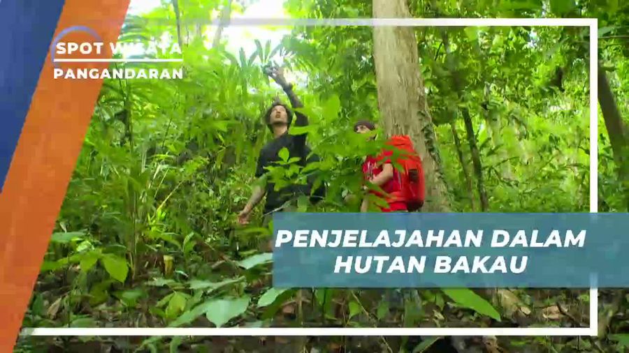 Eksplorasi di Tengah Hutan Bakau Pangandaran