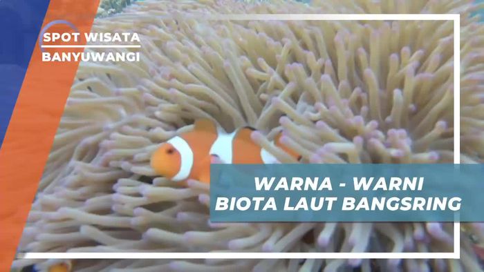 Menyusuri Keindahan Aneka Biotra Laut Bangsring Banyuwangi