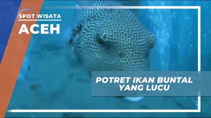 Momen Bertemu Ikan Buntal Lucu Saat Diving di Aceh