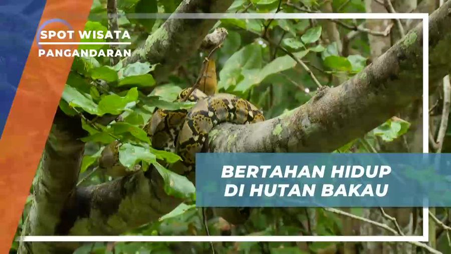 Belajar Cara Bertahan Hidup di Hutan Bakau Pangandaran 