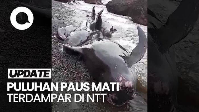 Penampakan Puluhan Paus Mati Terdampar di Pantai Pureman NTT
