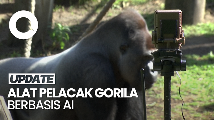 Penelitian Kamera Pelacak Gorila Berbasis AI