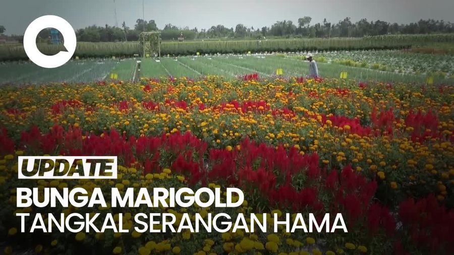 Penampakan Bunga Marigold di Lumajang, Tangkal Serangan Hama Tanaman