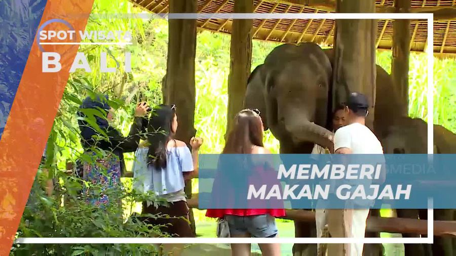 Momen Asik Memberi Makan Gajah di Bali