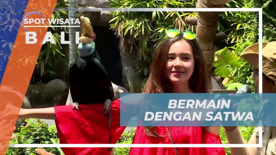 Berinteraksi Dengan Satwa Lucu di Bali Safari and Marine Park