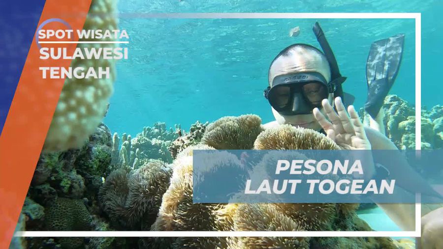 Snorkeling Asik Menyusuri Keindahan Bawah Laut Pantai Karina Sulawesi Tengah
