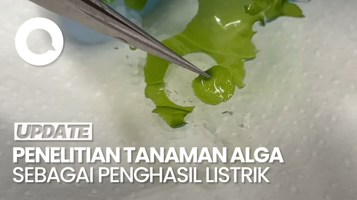 Chili Kembangkan Tanaman Alga Jadi Penghasil Listrik Alternatif