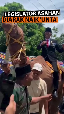 Heboh Legislator di Asahan Diarak Naik Unta Setelah Dilantik