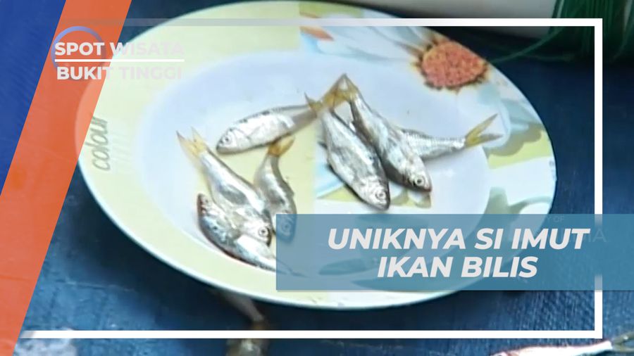 Menangkap dan Membersihkan Ikan Bilis di Danau Singkarak Bukittinggi
