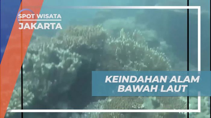 Snorkeling Menikmati Keindahan Bawah Laut Pulau Tidung Jakarta
