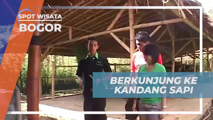 Mengunjungi Kandang Sapi Untuk Mengikuti Tantangan Seru, Bogor