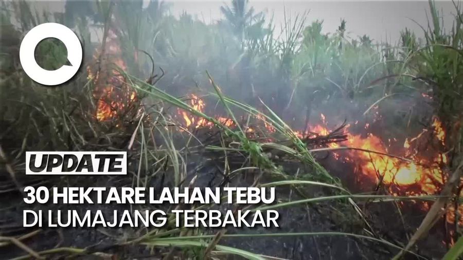 Kepanikan Warga Saat 30 Hektare Lahan Tebu Lumajang Terbakar