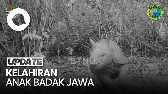 Kelahiran Bayi Badak Jawa di Taman Nasional Ujung Kulon