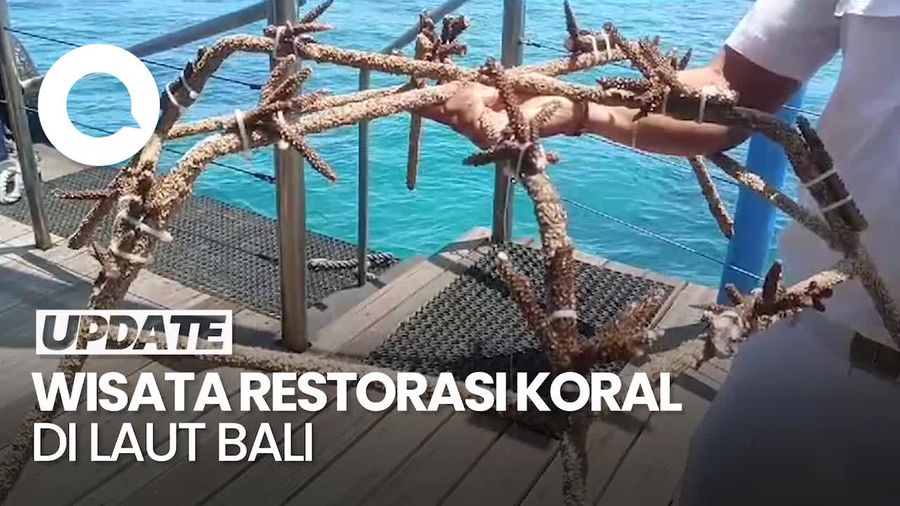 Rekomendasi Wisata Restorasi Koral di Bali