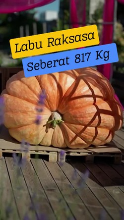 Wow! Labu Raksasa 817 Kg Ini Pecahkan Rekor Rusia