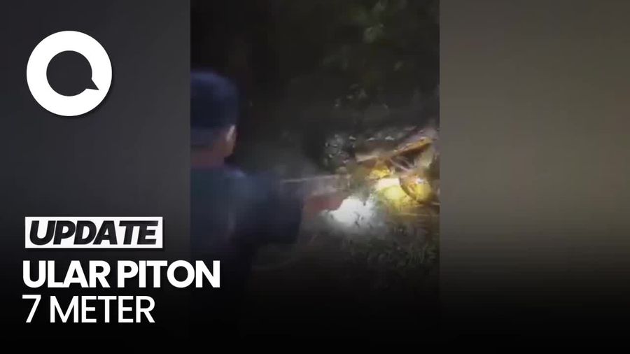 Momen Nekat Bocah di Enrekang Sulsel Tangkap Ular Piton Pakai Tali