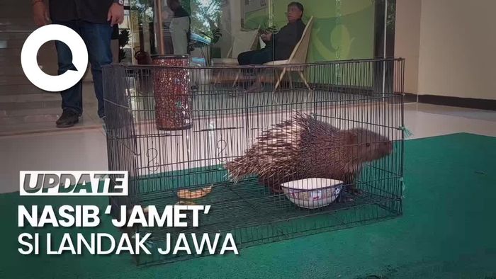 Penampakan Landak Jawa yang Ditemukan Berkeliaran di Jalanan Kota Bandung