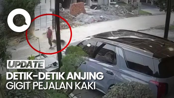 Nasib Anjing Herder di Semarang Kini Disuntik Mati Seusai Serang Pejalan Kaki
