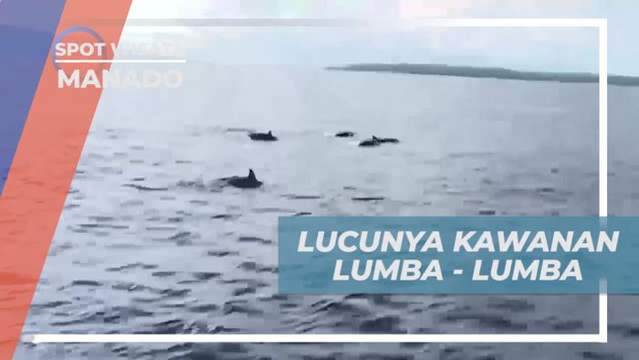 Melihat Kawanan Lumba-Lumba Lucu di Bunaken, Manado