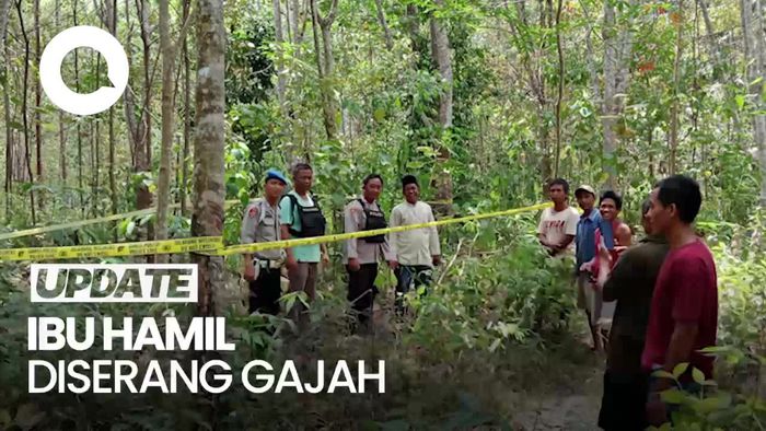 Pilu Ibu Hamil Tewas Diserang Gerombolan Gajah di Musi Rawas