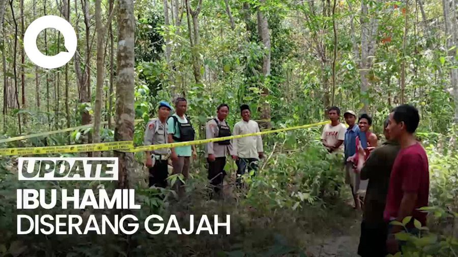 Pilu Ibu Hamil Tewas Diserang Gerombolan Gajah di Musi Rawas