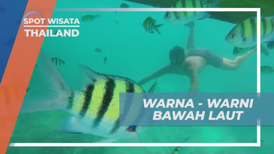 Menyelami Warna-Warni Bawah Laut yang Mempesona di Thailand