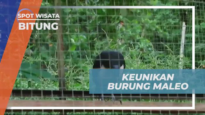 Mengagumi Keunikan Burung Maleo di Taman Marga Satwa Tandurusa, Bitung