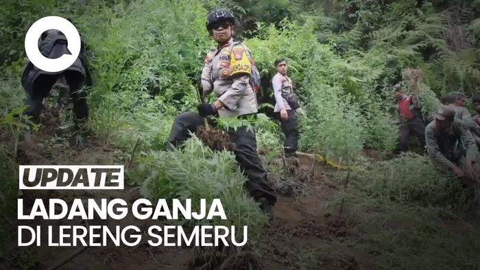 Penampakan Ladang Ganja yang Digerebek Polisi di Lereng Gunung Semeru