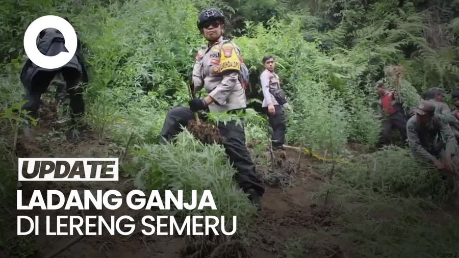 Penampakan Ladang Ganja yang Digerebek Polisi di Lereng Gunung Semeru