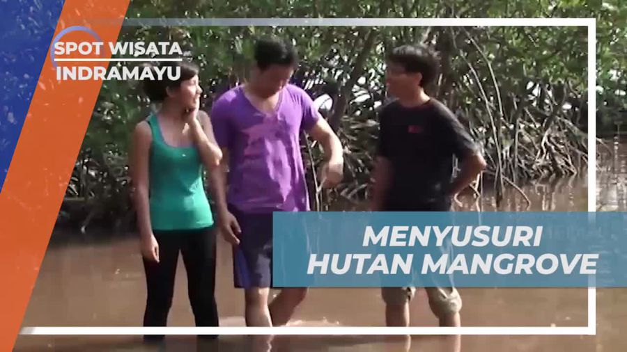 Mengenal Fungsi Hutan Mangrove Bagi Alam Indramayu