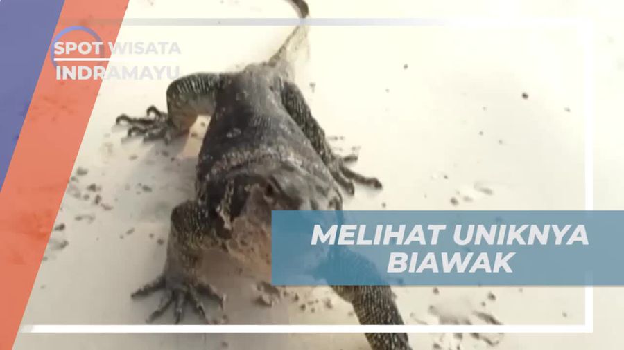 Melihat Keunikan Biawak di Pulau Biawak, Indramayu
