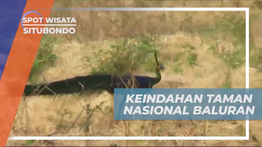 Menelusuri Keindahan Taman Nasional Baluran di Situbondo