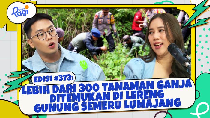Lebih dari 300 Tanaman Ganja Ditemukan di Lereng Gunung Semeru Lumajang