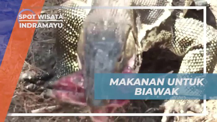 Memberi Makan Biawak di Pulau Biawak, Indramayu