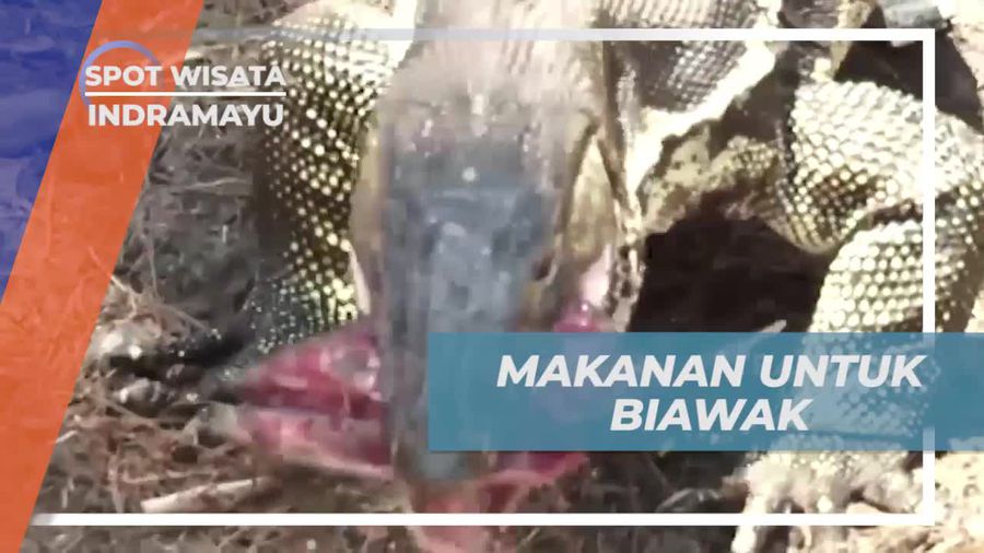 Memberi Makan Biawak di Pulau Biawak, Indramayu