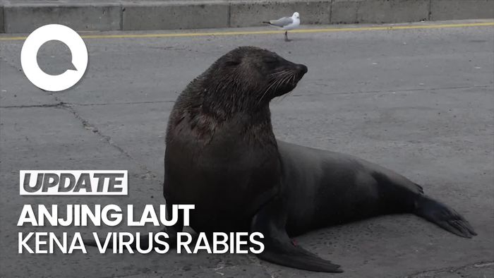 Peneliti Temukan Anjing Laut Afrika Selatan Terjangkit Rabies