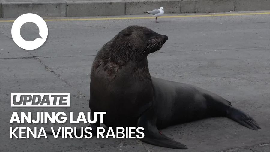 Peneliti Temukan Anjing Laut Afrika Selatan Terjangkit Rabies