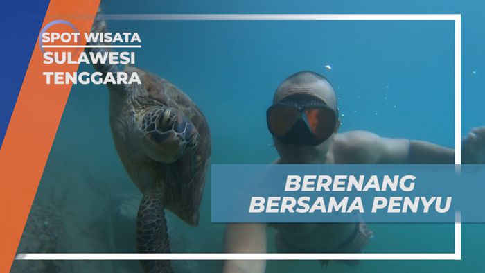 Pengalaman Seru Berenang Bersama Penyu di Danau Moko, Sulawesi Tenggara