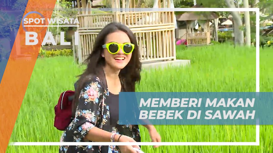 Menikmati Pengalaman Seru Memberi Makan Bebek di Tengah Sawah, Bali