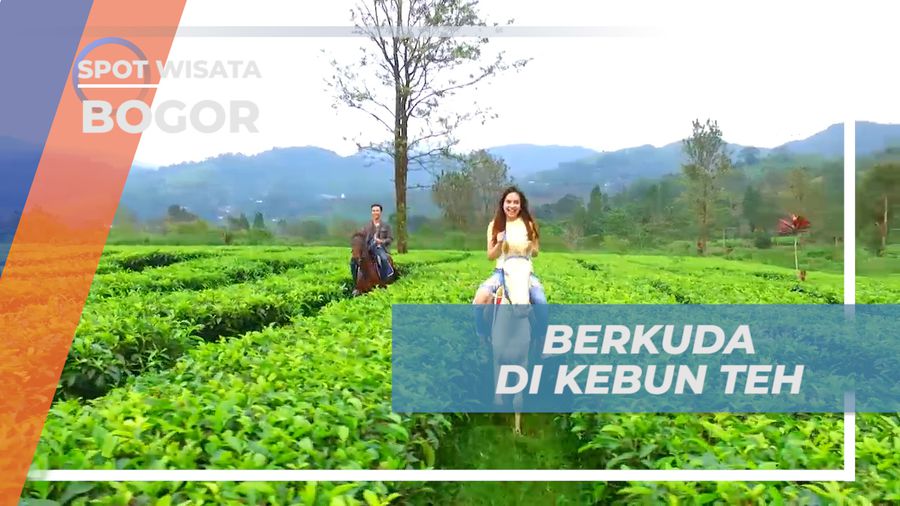Menikmati Suasana Alam Sambil Berkuda Berkeliling Kebun Teh, Bogor