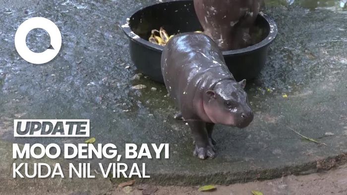 Kenalan dengan Moo Deng, Bayi Kuda Nil Thailand yang Viral