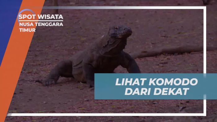 Pengalaman Melihat Komodo dari Dekat di Pulau Komodo