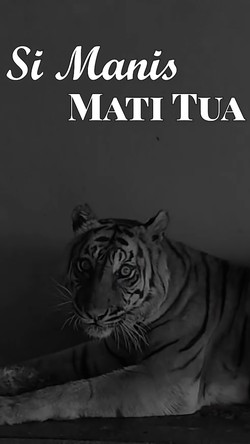 Penyebab Harimau Sumatera Koleksi Medan Zoo Mati