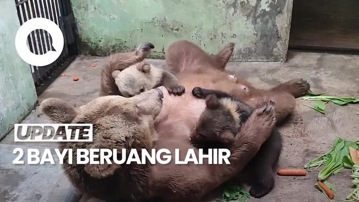 Video: Kelahiran 2 Bayi Beruang Cokelat di Taman Safari Prigen